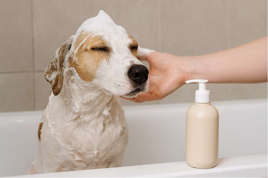 cuidado de mascotas, Bañar a tu perro.